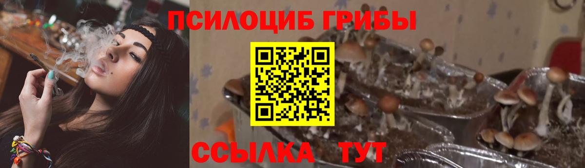 Галлюциногенные грибы Psilocybine cubensis Елец